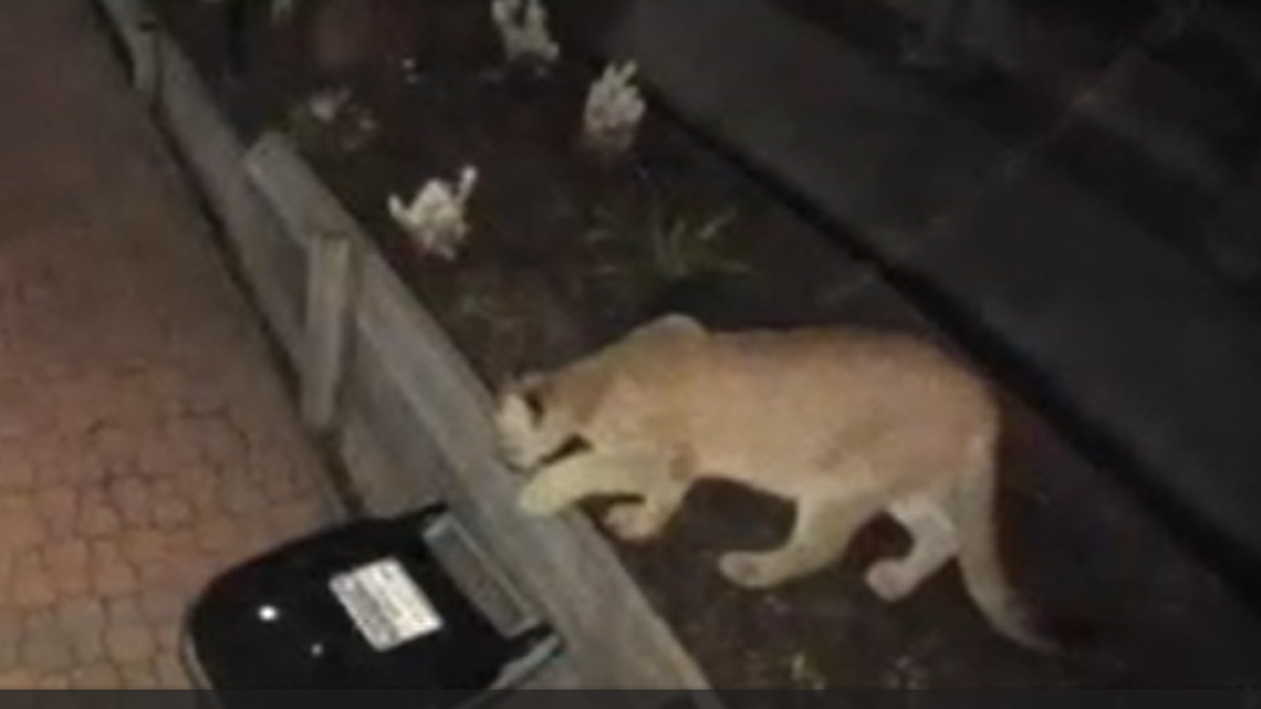 People keep seeing mountain lions in SLO neighborhoods. Here’s what’s going on