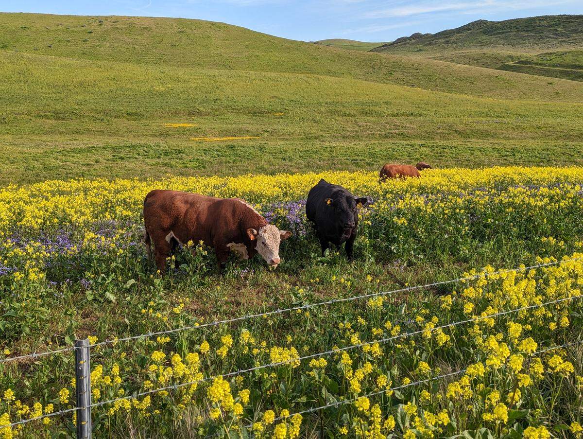 Jessica Scharffenberg of North Fork shot this photo of cows grazing among wildflowers off Highway 41 in April 2023.