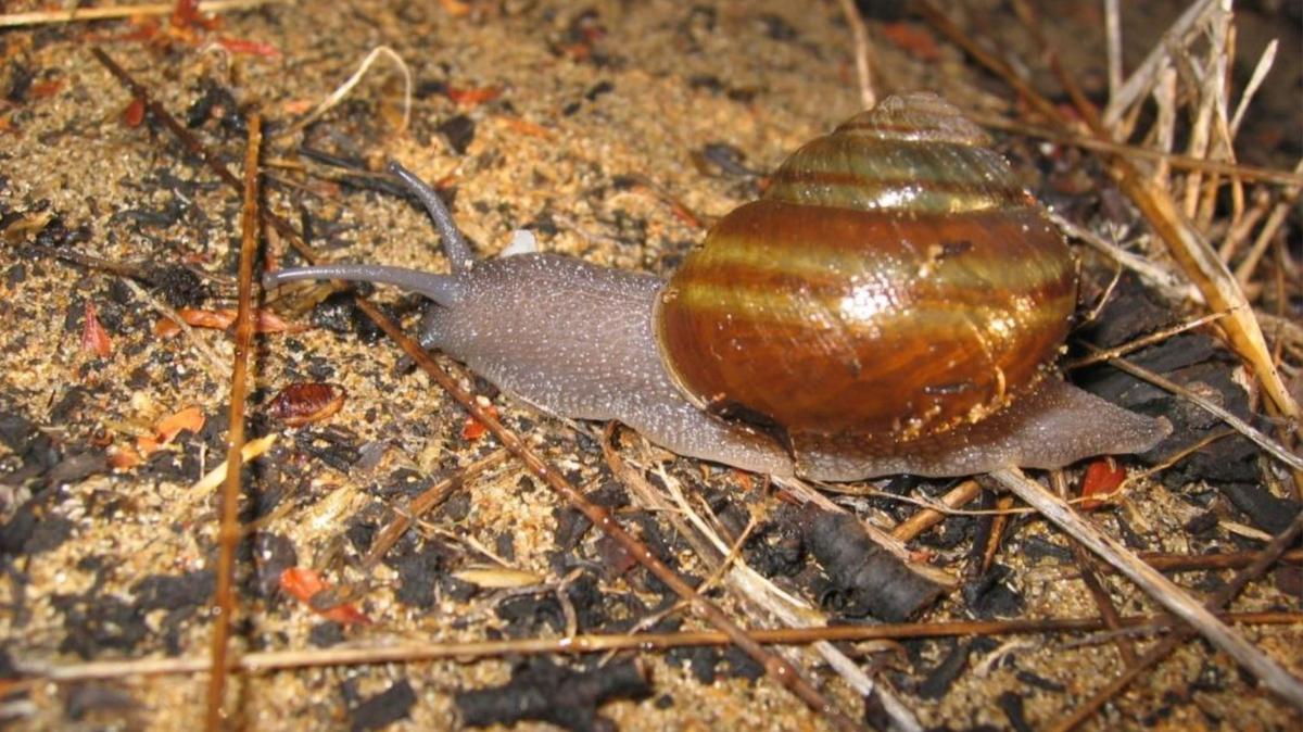 The Morro shoulderband snail has been upgraded to threatened from endangered by the U.S. Fish and Wildlife Service. The snail is only found in an area around Los Osos and Morro Bay.