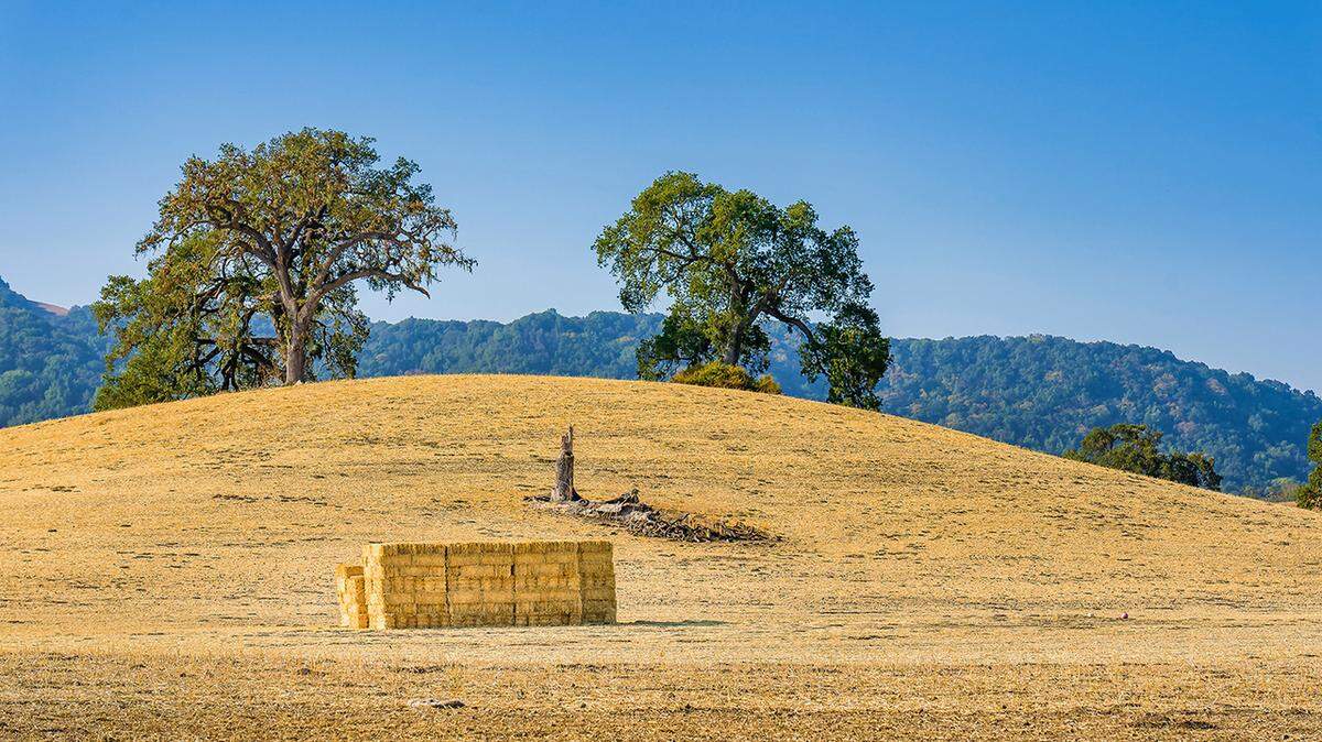 Freshly cut hay bales are stacked in a golden field just off Vineyard Road outside of Paso Robles.