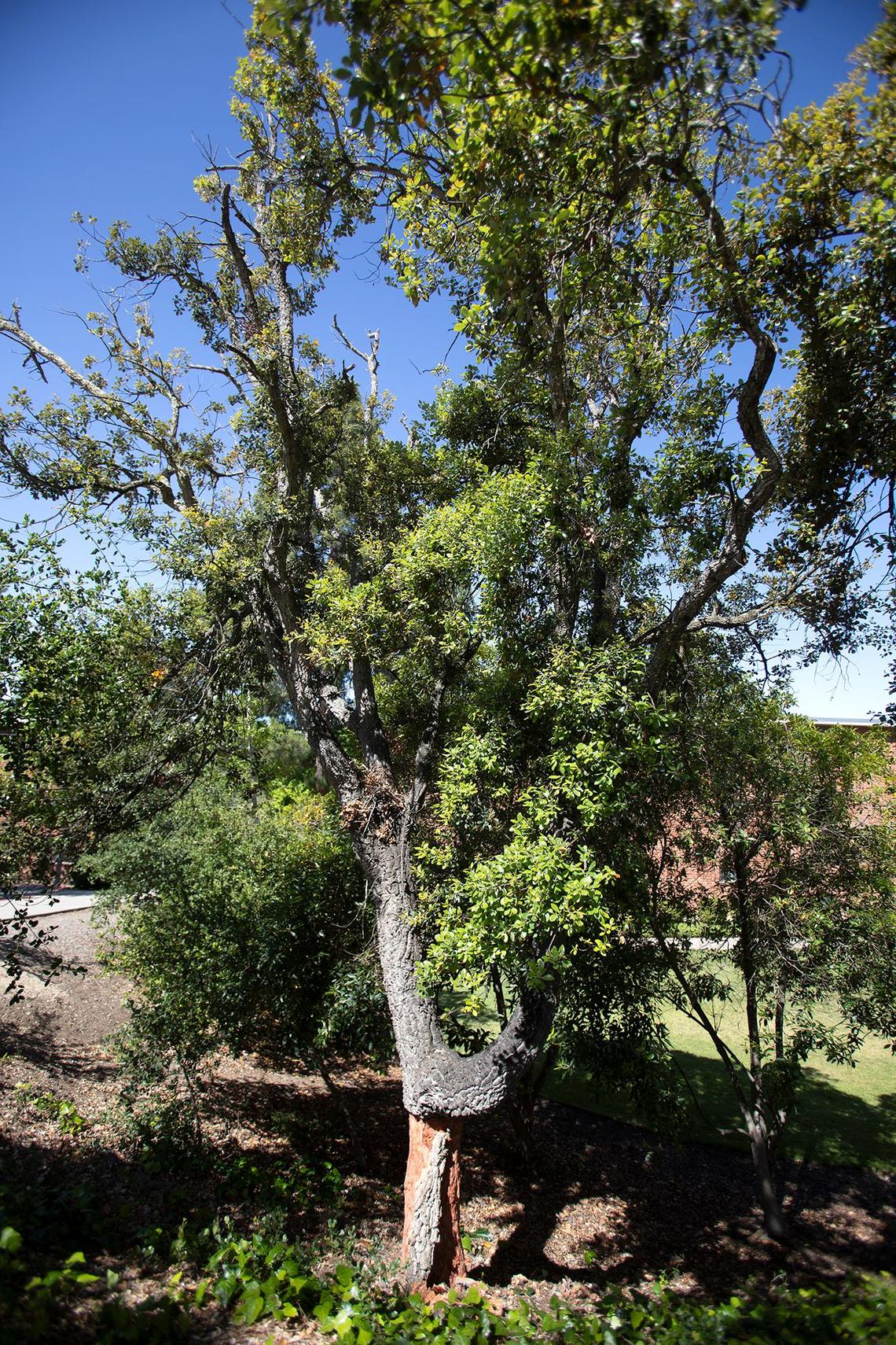 On Tuesday, May 28, 2024, Cal Poly hosted a rare demonstration of harvesting a cork oak tree that only happens about every nine years. The San Luis Obispo campus is home to around 50 cork oaks, according botany professor and Cal Poly Plant Conservatory director Matt Ritter.