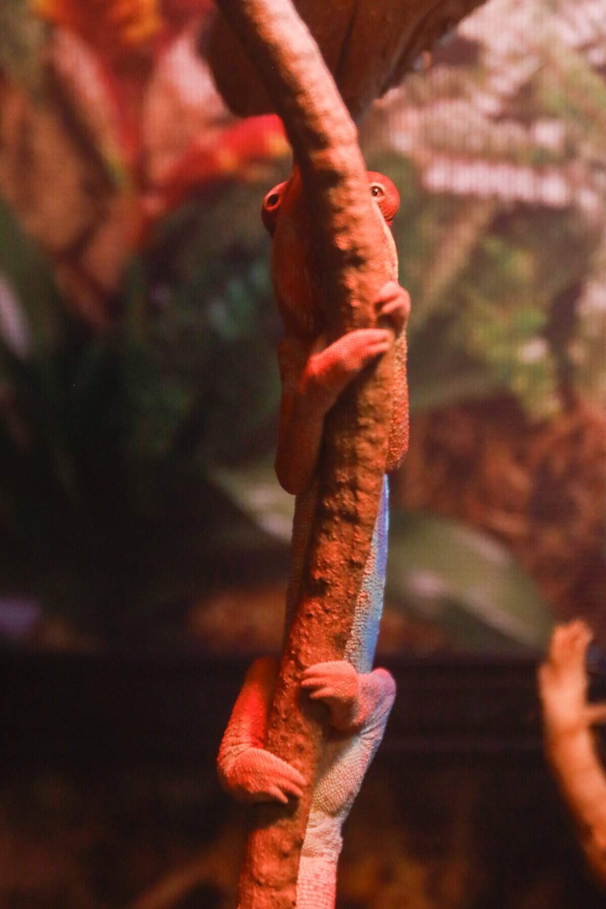 A chameleon hides behind a stick at BK's Reptiles and Zoo on Friday, June 12, 2026. BK's opened in Grover Beach in May, carrying reptile products and offering zoo tours.