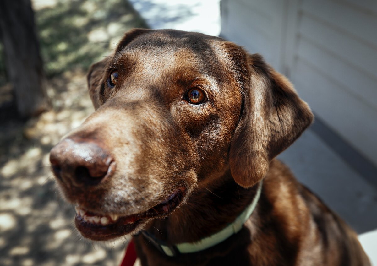 Popeye the dog is trained to sniff out invasive zebra mussels at Lake Nacimiento.