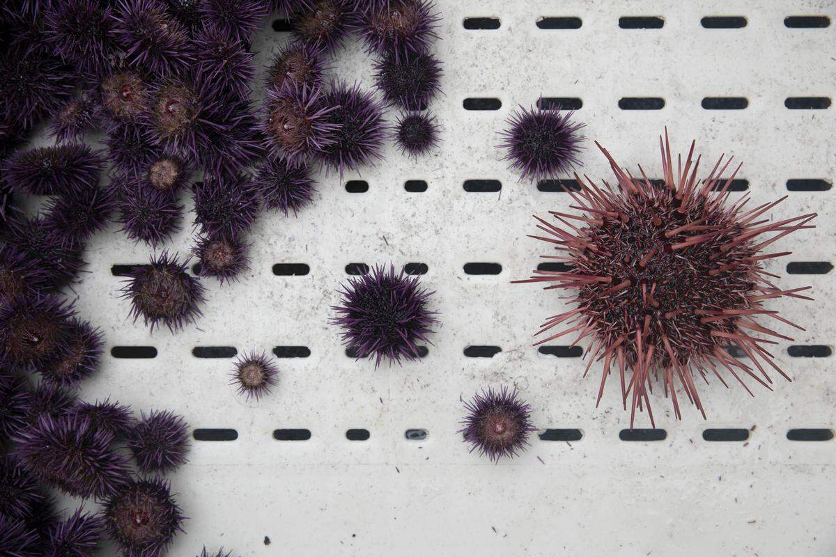 An accidentally caught red urchin, right, with the targeted purple urchins during a removal event in Albion Cove in Little River, Calif., July 21, 2018. Climate change is ravaging California’s underwater kelp forests. That’s caused what one scientist called a “perfect storm” in the ecosystem.