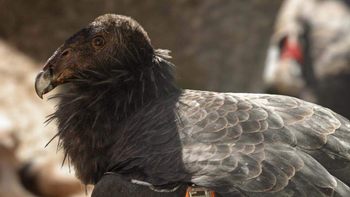 Lead poisoning killing California condors in Big Sur | San Luis Obispo ...