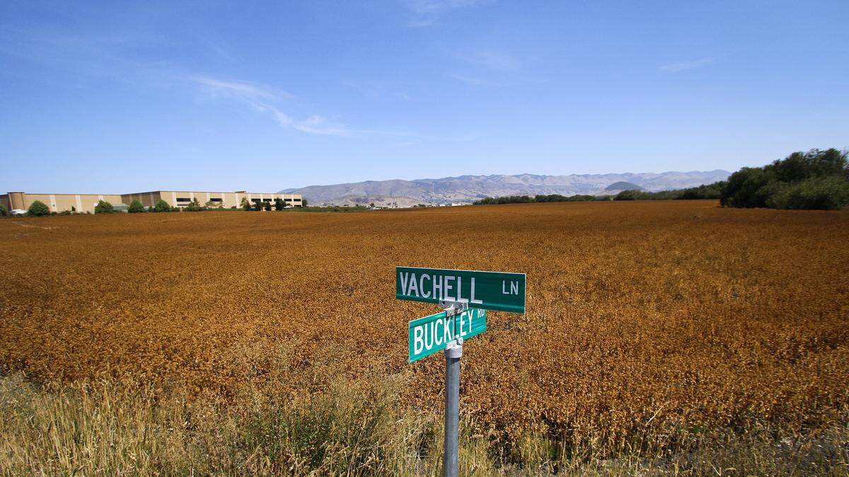 Here's the area being proposed for the 150-acre Avila Ranch development, as seen from the corner of Vachell Lane and Buckley Road.