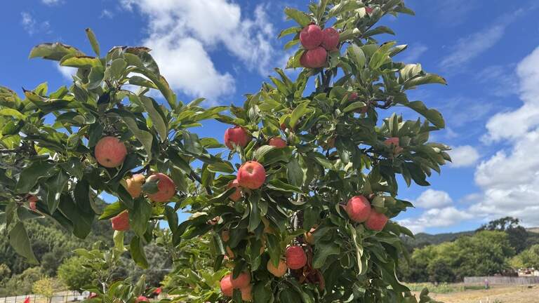 I went apple picking at a fun SLO County farm. Here’s what I got on a $25 budget