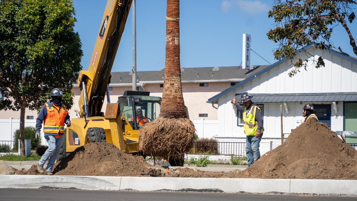Construction crews move new palm trees into their new homes in the median of West Grand Avenue in Grover Beach on Friday, March 7, 2025.
