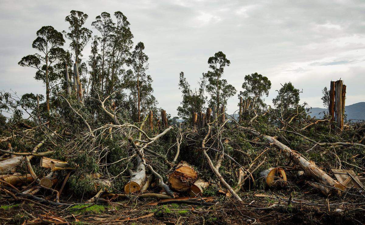 Many eucalyptus and other trees are being cleared at the site where new San Luis Ranch housing development in San Luis Obispo will be going in. Photo by Joe Johnston 01-29-19
