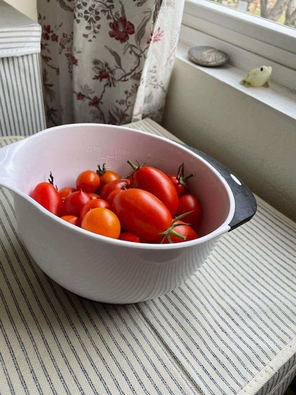 Get expert tips for planting and growing tomatoes in San Luis Obispo County gardens at the next UC Gardener’s workshop on Feb. 17, 2026.