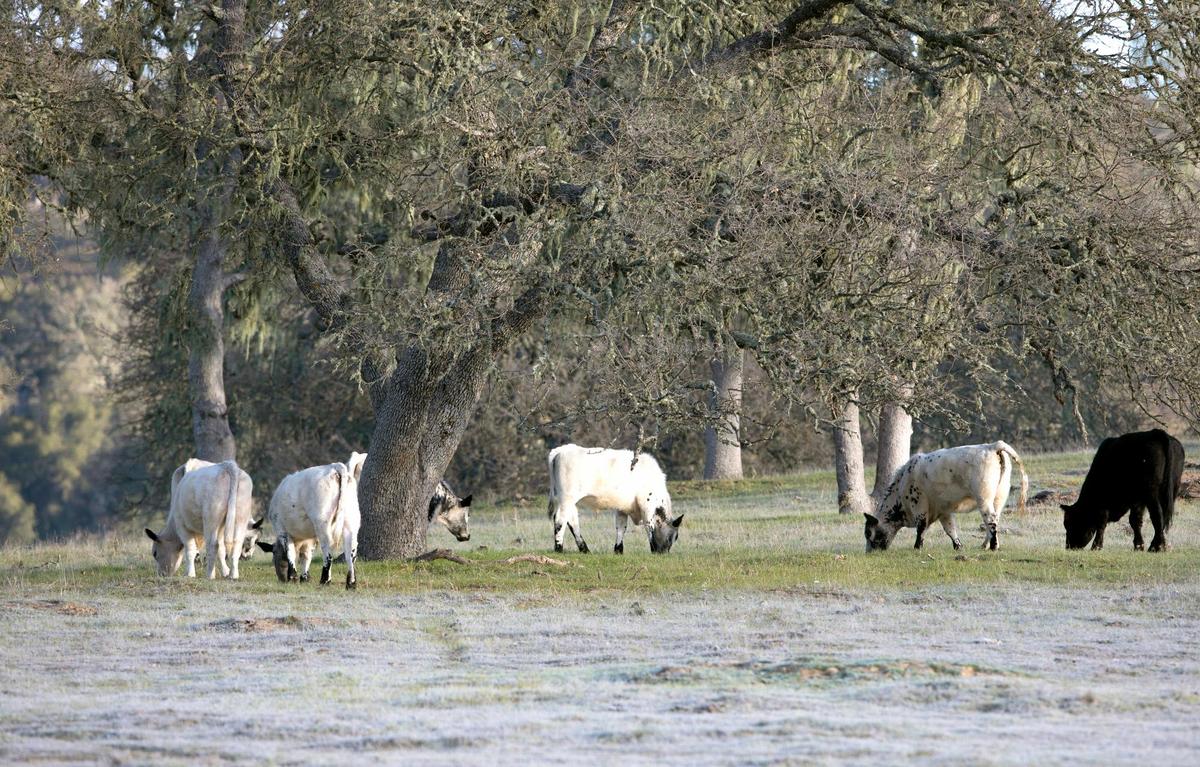 Cows graze in a frosty field at Riata Ranch off West Pozo Road, on Feb. 23, 2022.