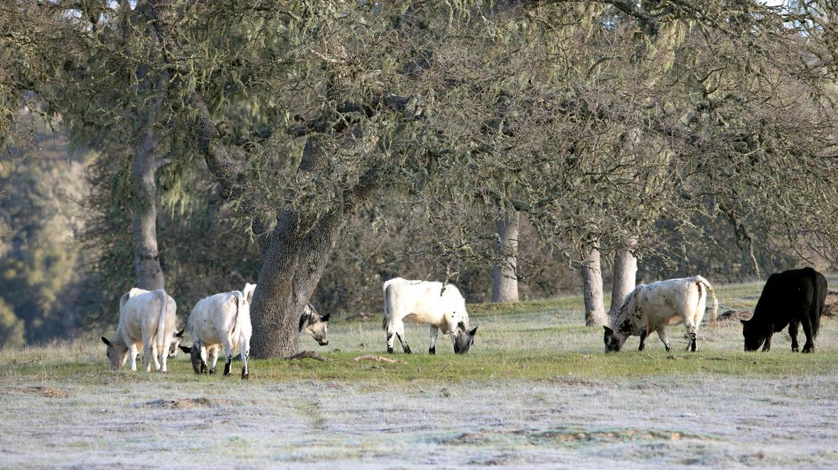 Cows graze in a frosty field at Riata Ranch off West Pozo Road, on Feb. 23, 2022.