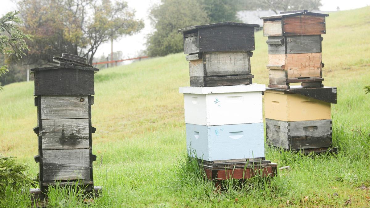 Erin Holden, owner of Queen Bee Caramels, makes her product using honey from her Atascadero bee hives seen here March 5, 2025.