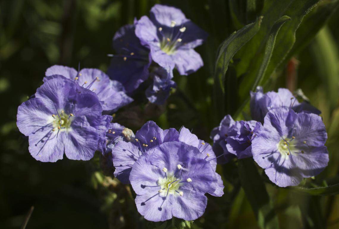Great Valley Phacelia bloom near Soda Lake Road. Wildflower season is in full bloom on the Carrizo Plain seen here on March 11, 2026.