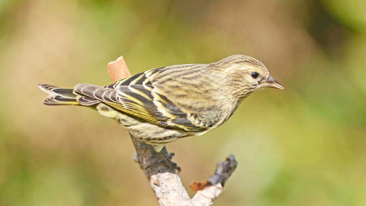 Pine siskins are dying due to an outbreak of salmonellosis, the California Department of Fish and Wildlife says.