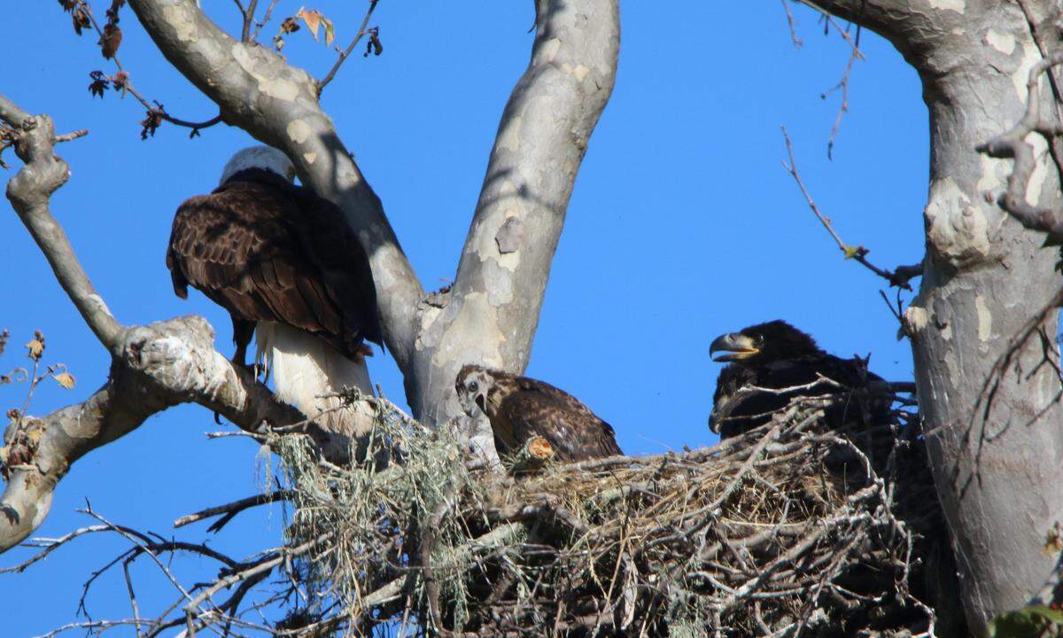 A baby red-tailed hawk, center, was plucked by bald eagle parents and is now sharing a nest in San Simeon with an eagle family, seen on June 5, 2024.