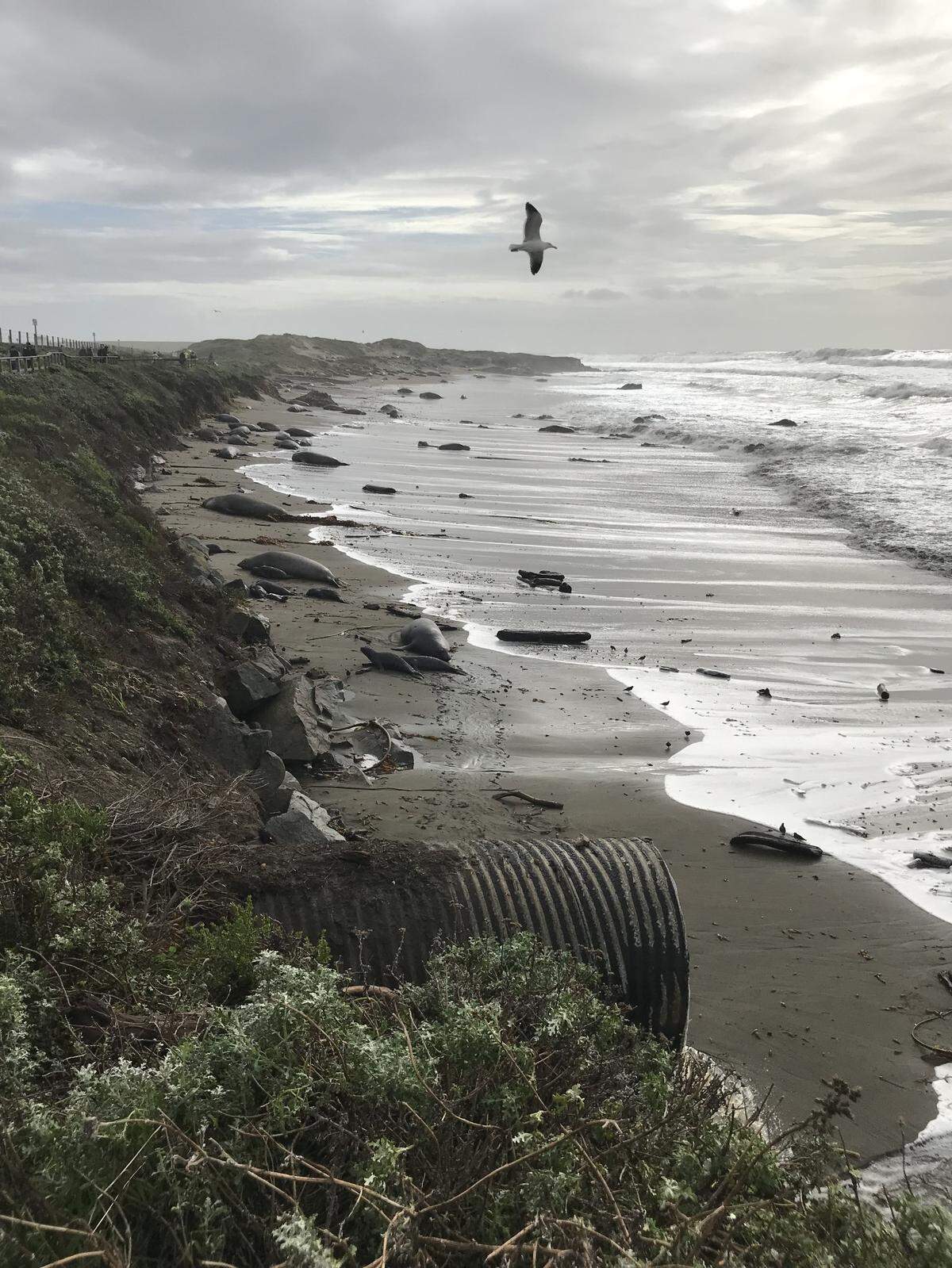High tides cover the south beach at the Piedras Blancas elephant seal rookery north of San Simeon.