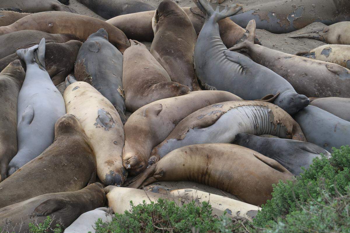 This sleepy pile of elephant seals shows some with old brown skin, some peeling skin off, and some with new, pearl-gray skin.