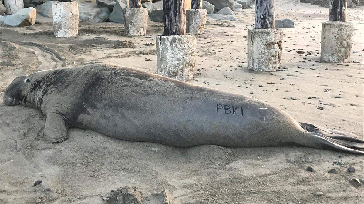 Cal Poly biology professor Heather Liwanag started a project last year to tag and mark elephant seals at Piedras Blancas. Photo taken under NMFS permit #19108.
