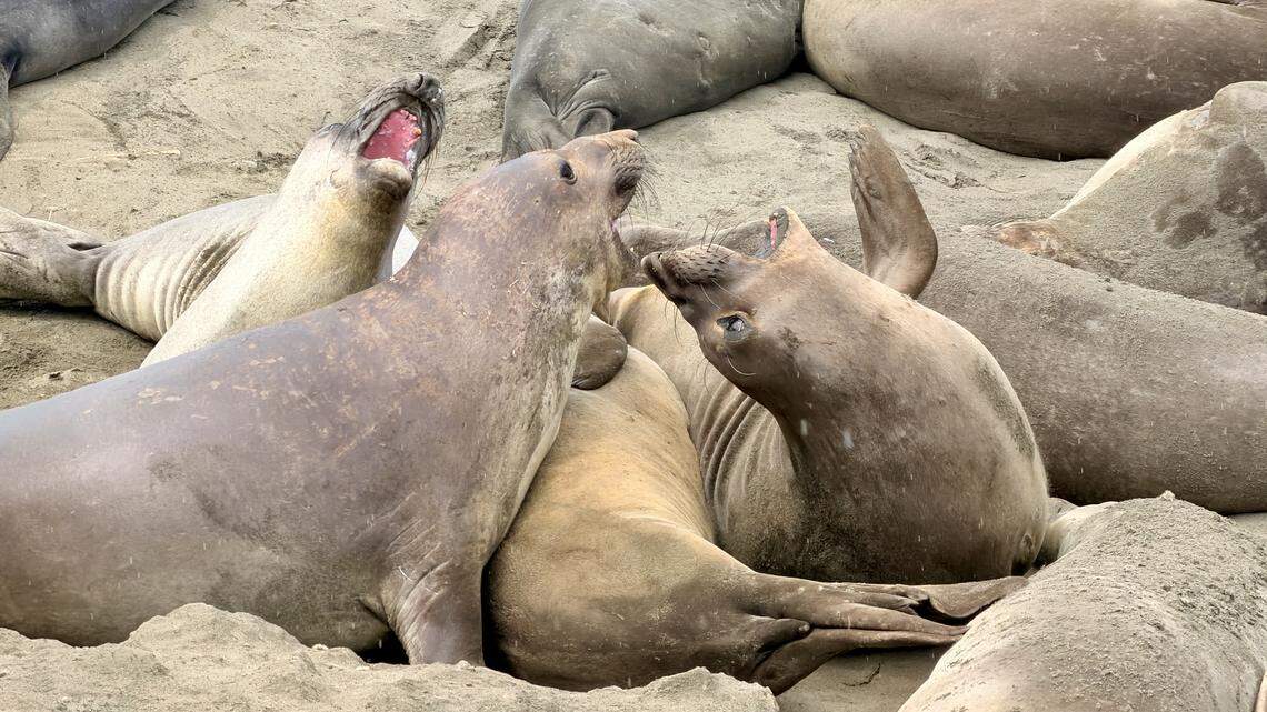 Elephant seals tussle with each other at the Piedras Blancas rookery in April 2026.