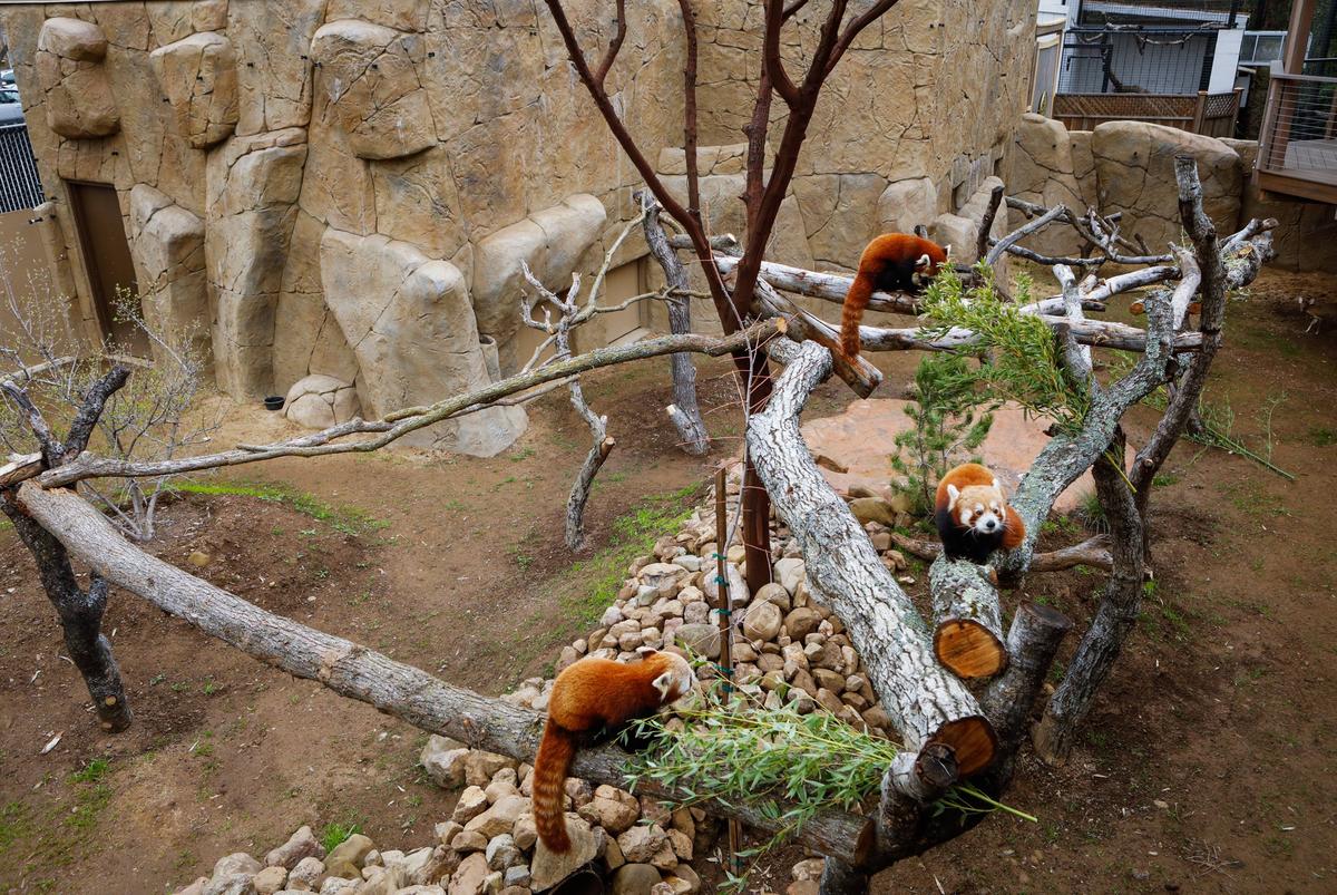 The Thelma Vetter Red Panda Experience is a new exhibit at the Atascadero Zoo features three males red pandas. The exhibit has been in the works for about four years. Photo by Joe Johnston 03-01-19