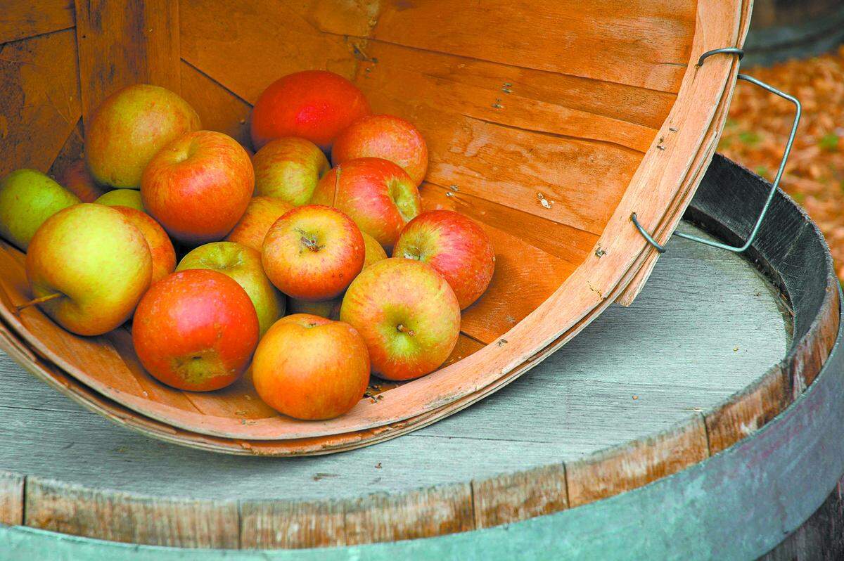 Freshly picked apples are gathered in a basket at SLO Creek Farms.
