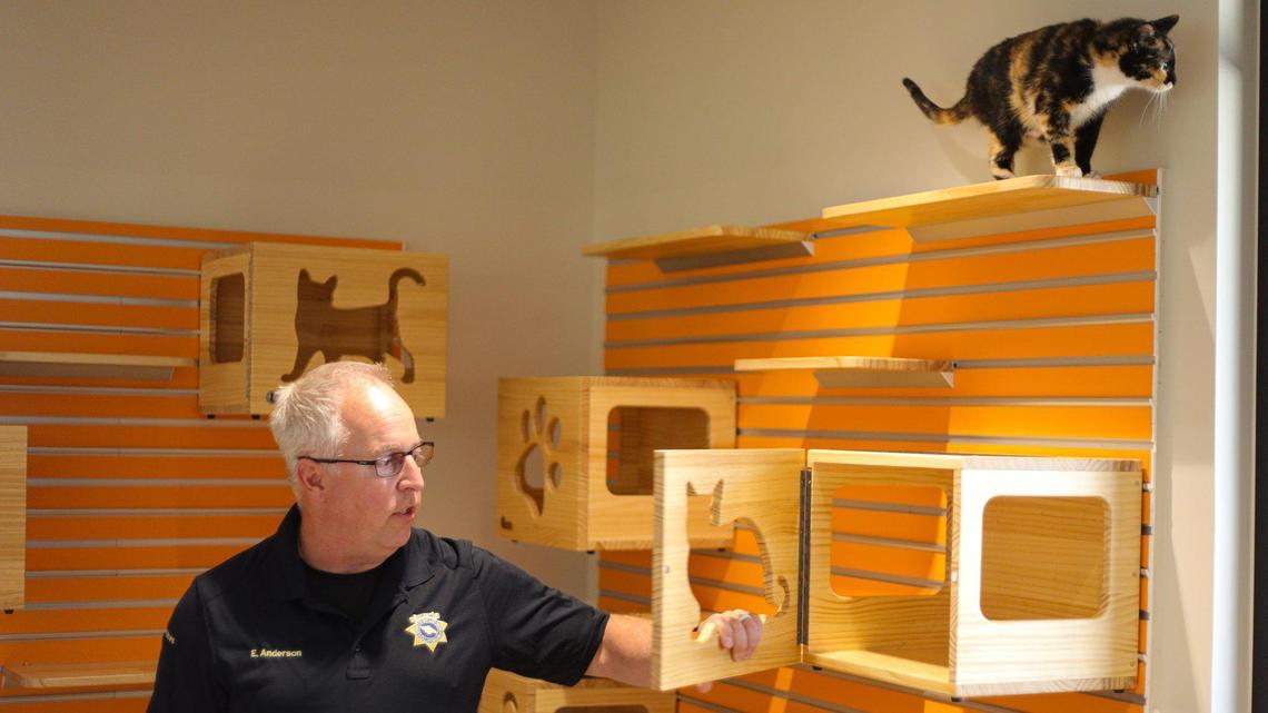 Dr. Eric Anderson, Animal Services manager, shows a new cat room with a climbing at San Luis Obispo County’s new Animal Services Center. The facility will provide a better experience for animals, clients and staff and replaces an outdated building that dates to the 1970s.