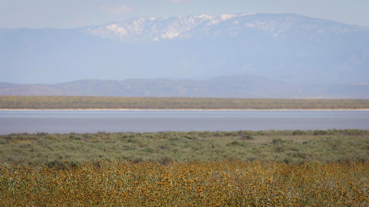 The 8,847-foot-tall snow-covered Mt. Pinos rises in the distance as fiddlenecks bloom in the foreground on April 3, 2024, near Soda Lake in the Carrizo Plain National Monument.