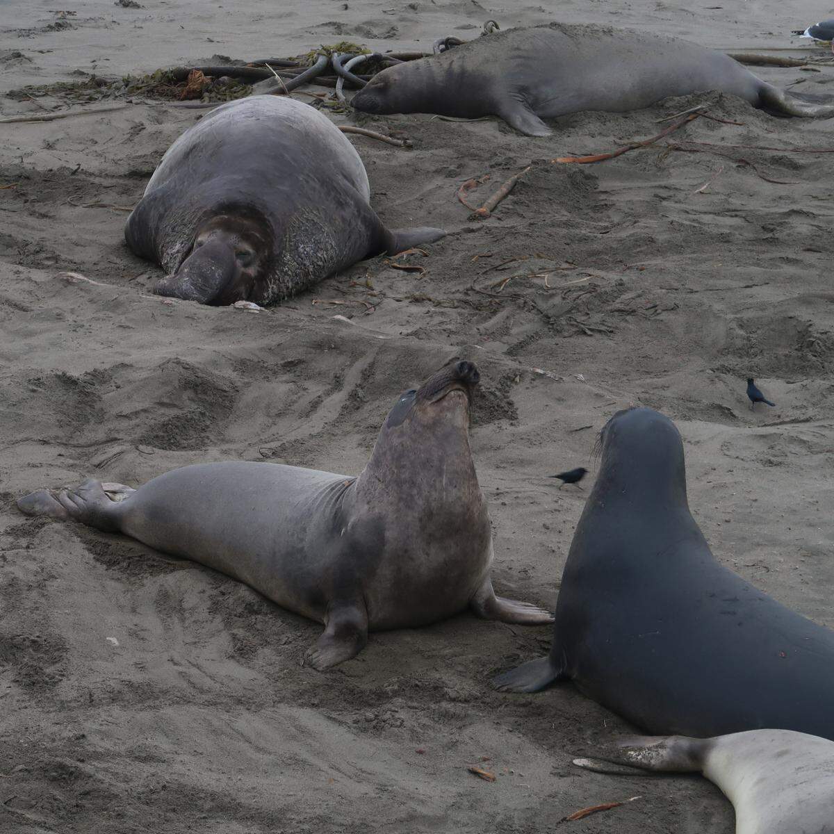 Two young seals spar under the watchful eye of the senior beachmaster, who keeps himself between them and the pregnant female.