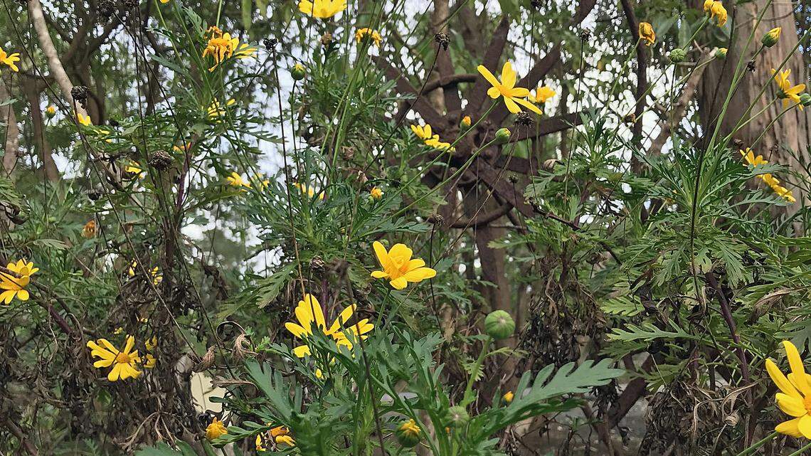 Signs of hope, renewal spring from inauguration poet Amanda Gorman’s sunny yellow coat