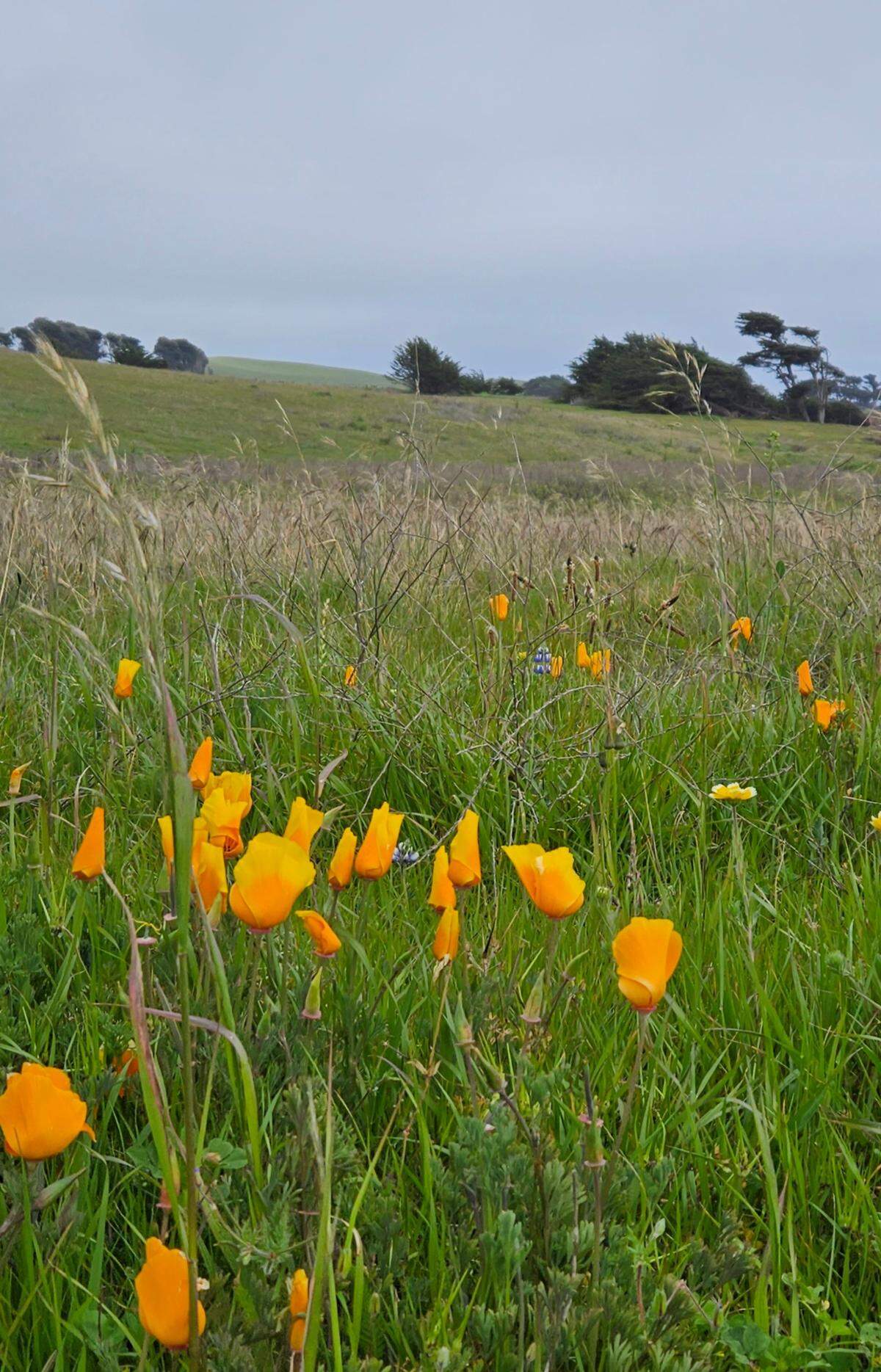 Beau James Spraungel took this picture of wildflowers near Piedra Blancas Light Station north of Hearst Castle in San Simeon on Saturday, April 8, 2023.