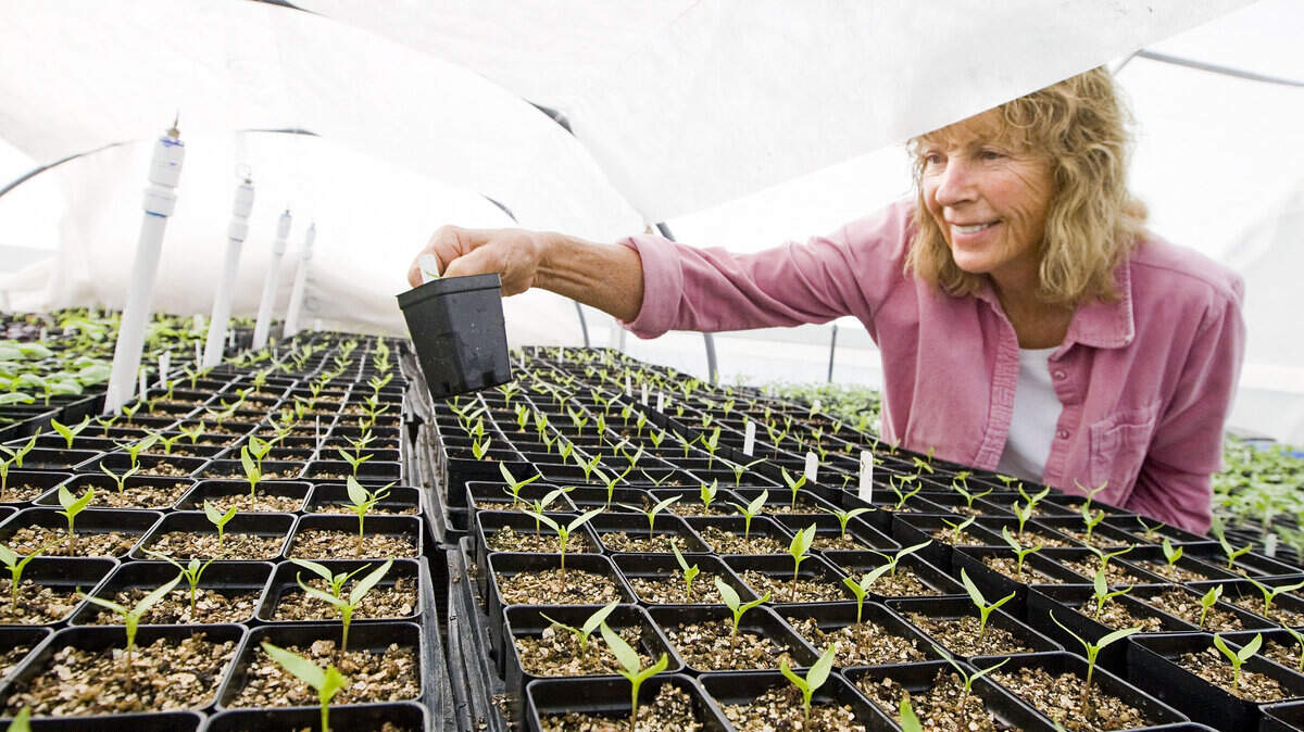 In her greenhouse, Serena Wyatt checks her pepper seedlings in their 2-inch containers under a lightweight shade cloth.