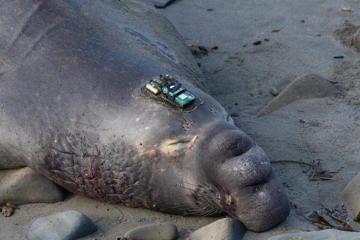 The complex tracking equipment on elephant seal JP12’s head allows researchers to collect data on the ocean environment as well as the seal’s dives and migration.