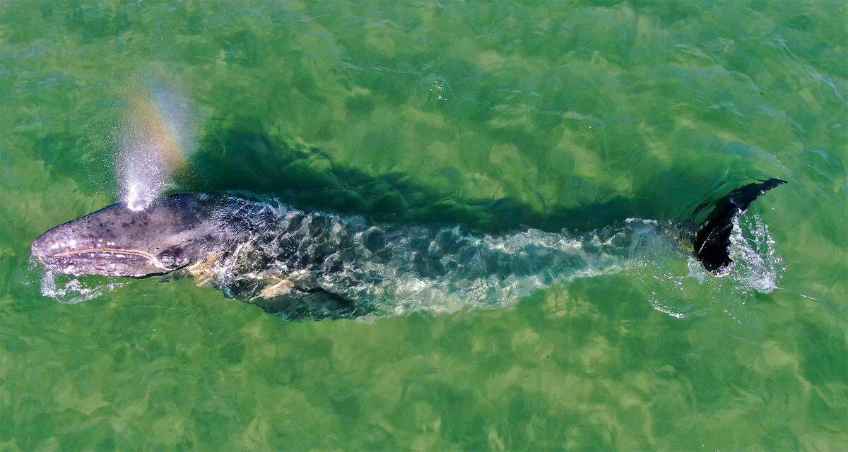 A juvenile gray whale swims in the waters off Stearns Wharf in Santa Barbara on Friday, Feb. 12, 2021.