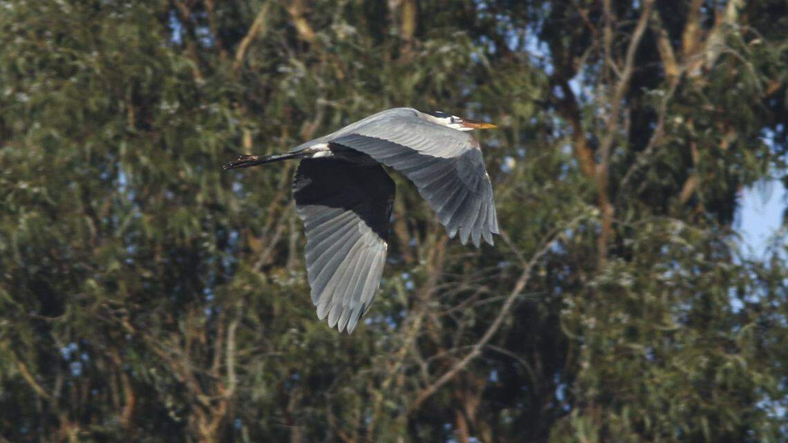 Great blue heron flies over marina. Greg Miller, Jon Dunn and Bettina Eastman led a birding stroll on the Morro Bay State Park Marina Boardwalk as part of the Morro Bay Bird Festival on Jan. 15, 2026.