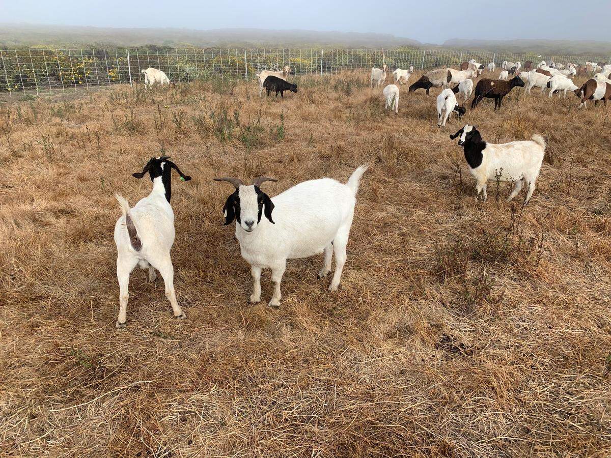 Goats graze in a field of invasive weeds along Highway 1 near Piedras Blancas.