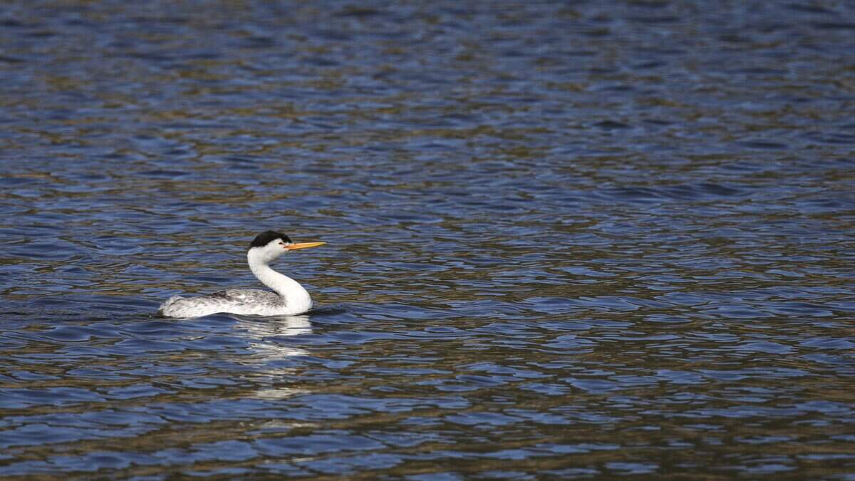A Western Grebe glides on Santa Margarita Lake on Sept. 2, 2026. A new law allows body contact with the water starting in January, but the details have yet to be worked out with San Luis Obispo County.