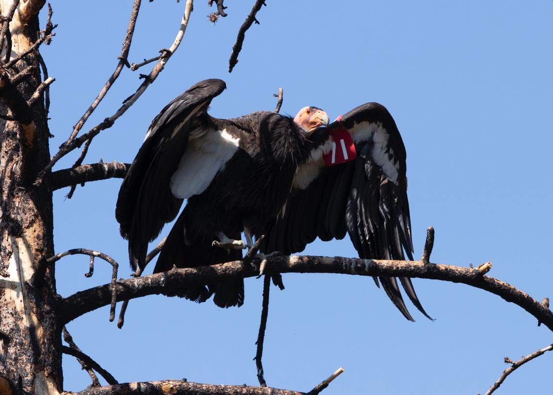 Traveler (No. 171), the oldest female condor in the Central California flock, underwent successful emergency surgery to remove lead fragments from her intestinal tract, and now flies free.