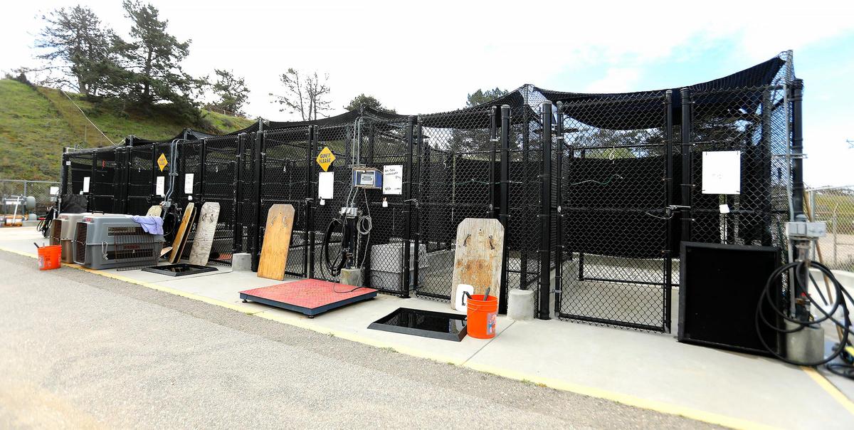 The cages used to temporarily house sick or injured seals before they are shipped to their Sausalito facility. Central Coast sea lions fought a surge of domoic acid poisoning last summer. From August to September, the Marine Mammal Center in Morro Bay responded to 200 sea lions with domoic acid poisoning.