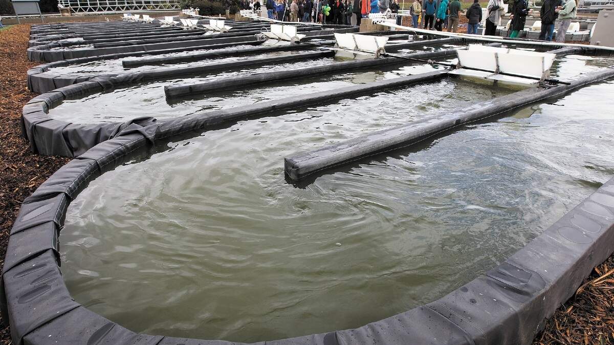 Cal Poly is using nine ponds at San Luis Obispo’s wastewater treatment plant to test the viability of using algae to treat sewage. Algae feed on pollutants in the wastewater.