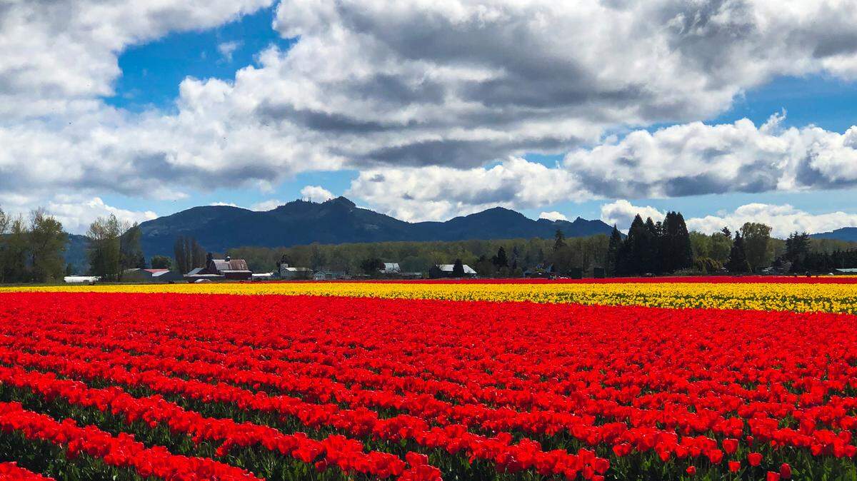 These breweries, brunch spots, Irish pubs, restaurants and Italian eateries are within five miles of the Skagit Valley Tulip Festival fields.