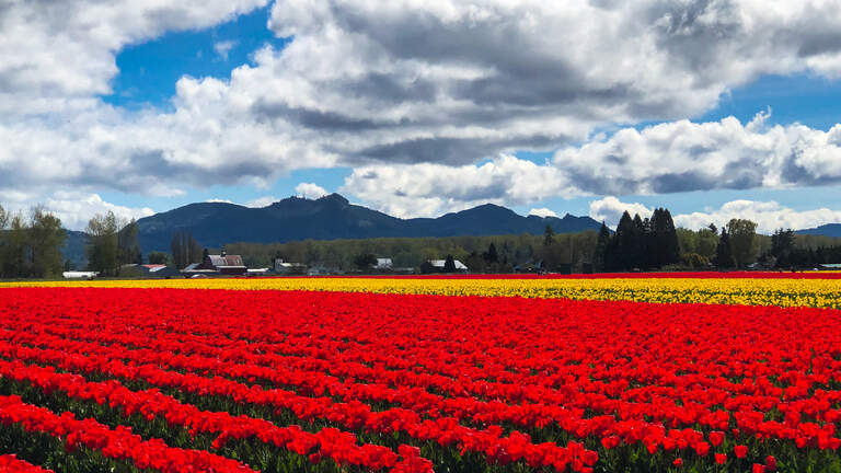 Skagit Valley Tulip Festival: Take a tour of the largest bulb producer in North America