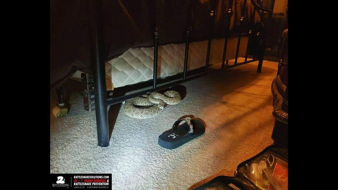 Most calls about a "rattlesnake in the house" in Arizona end up being identified as a desert nightsnake. Not in this case, Rattlesnake Solutions reported. This is a western diamondback rattlesnake.