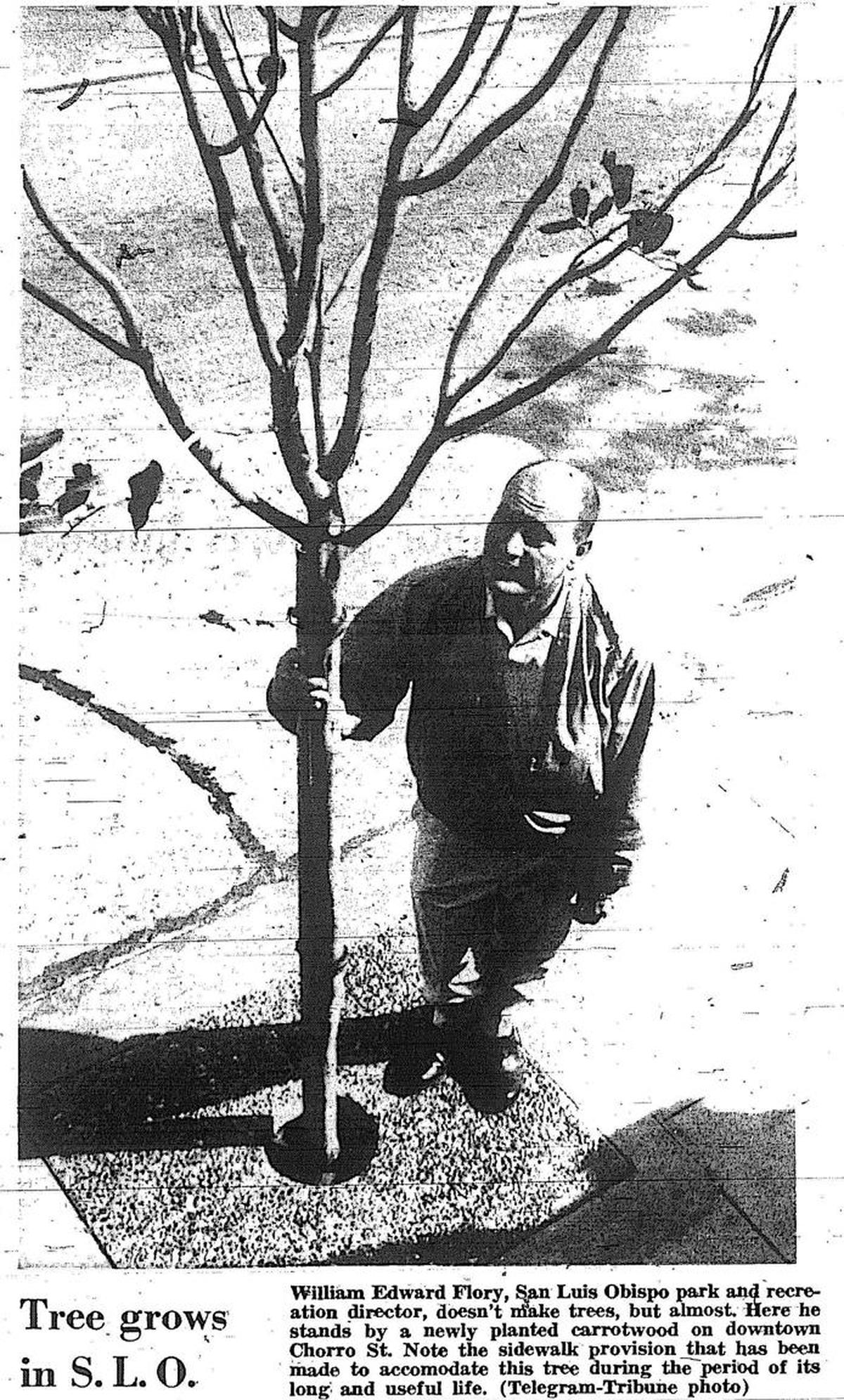 William Edward Flory, San Luis Obispo park and recreation director stands, by a newly planted carrotwood on downtown Chorro Street in 1963. Note the sidewalk provision to accommodate this tree during the period of its long and useful life.