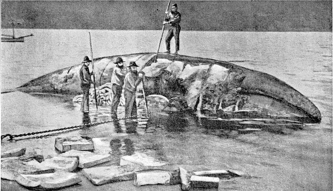 Flensing, or removing the blubber from, a whale at San Simeon Station sometime in the 1870s.
