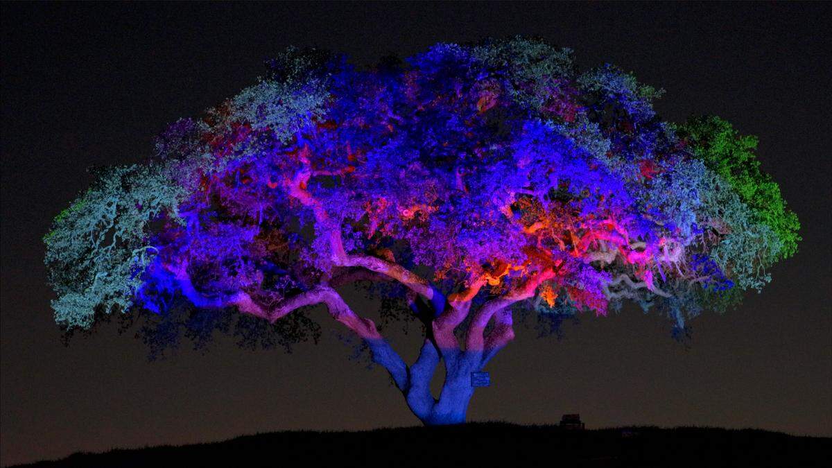Sensorio unveiled a new, limited-time exhibit entitled “Radiant Roots,” designed by Central Coast artist Bjorn Schaller. The exhibit features a large oak tree illuminated by light, color and movement.