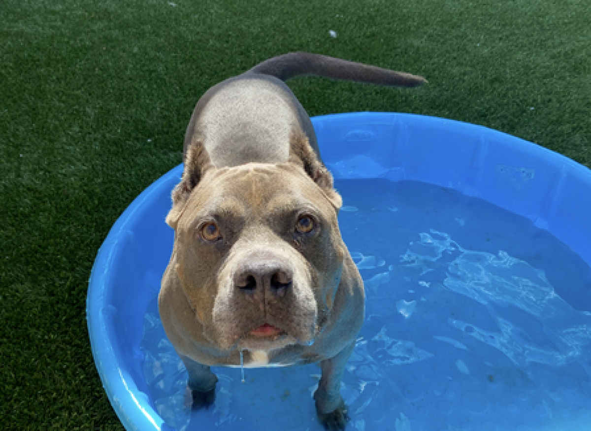 Blue, a 4-year-old pit bull, is available for adoption at the San Luis Obispo County Animal Services shelter. She loves water.