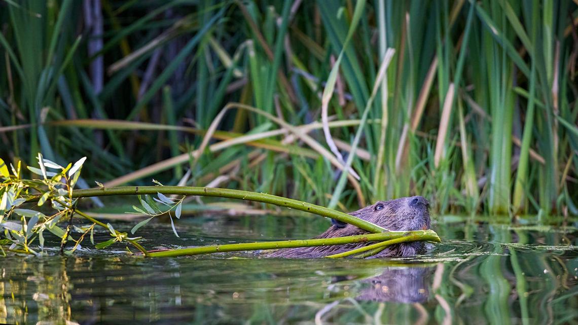 A beaver takes a fresh cut branch to a dam site along the Salinas River.