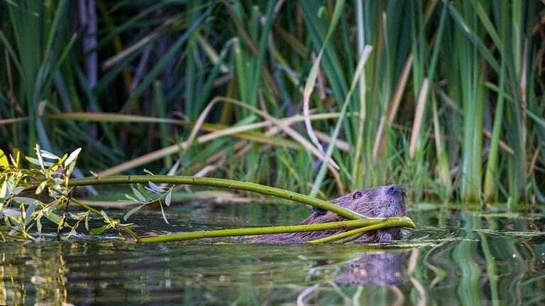 Efforts to protect SLO County beavers just got a big funding boost. See how much