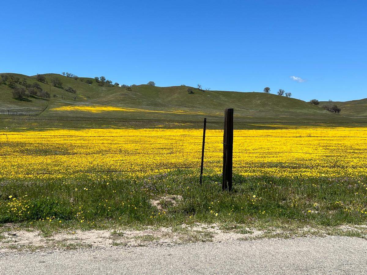 Hugh Wildrick of Atascadero shot this photo of wildflowers at Shell Creek Road off Highway 58 near Santa Margarita on Monday, April 3, 2023.